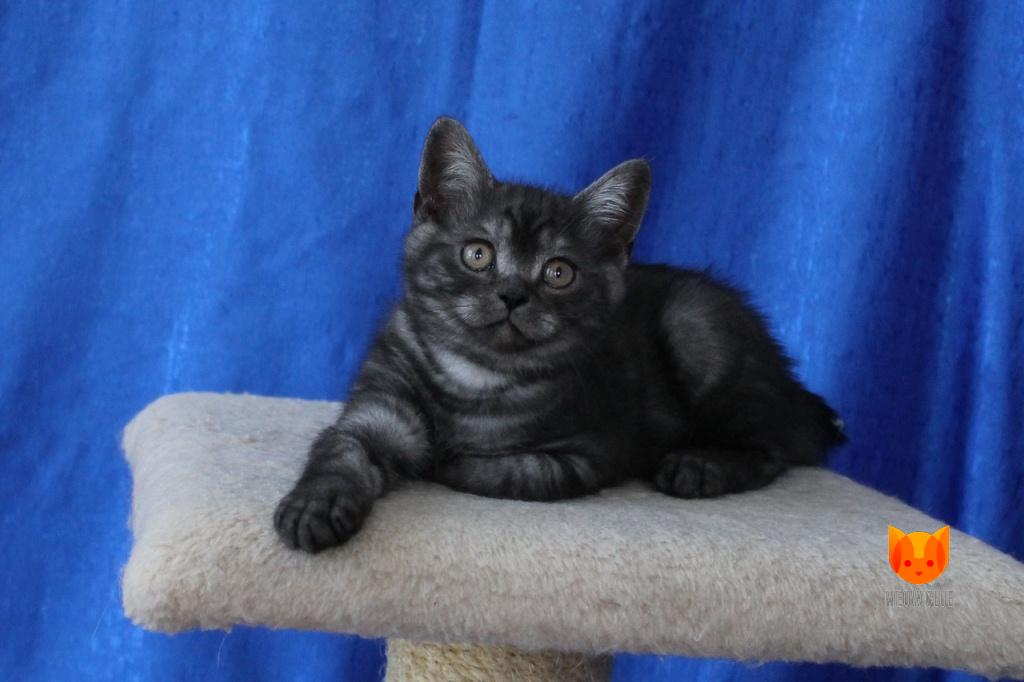 Al Pacino MeowClub *BY