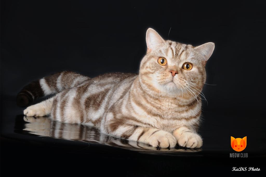 Daddy Bear of Anima ART