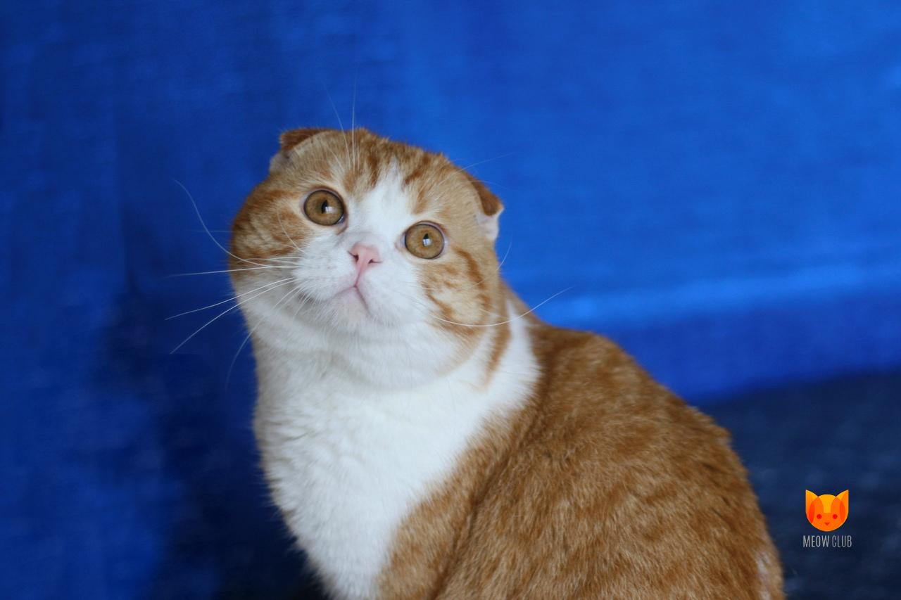 Hamilton MeowClub *BY