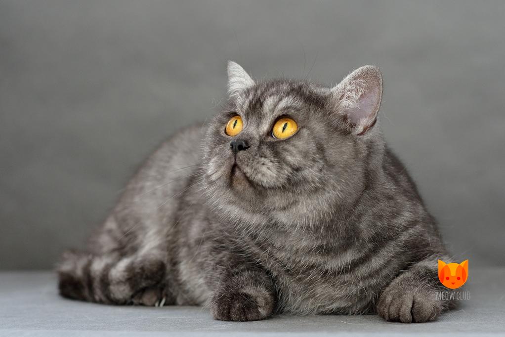 Gera MK of MeowClub *BY