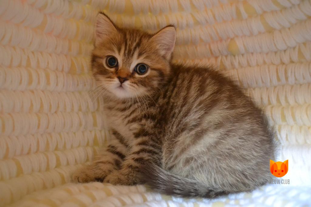 Beyonce MeowClub *BY