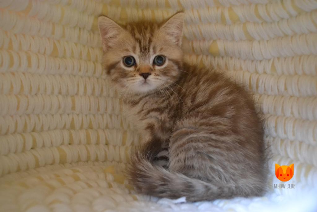 Britney MeowClub *BY