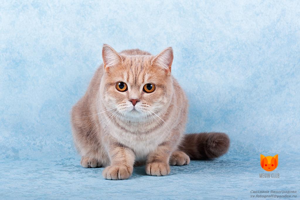 Hyundai Santa Fe Helga's Pleasure