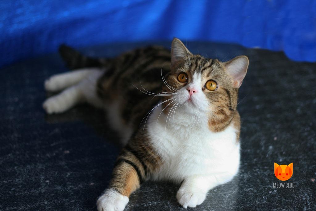 Hollywood MeowClub *BY