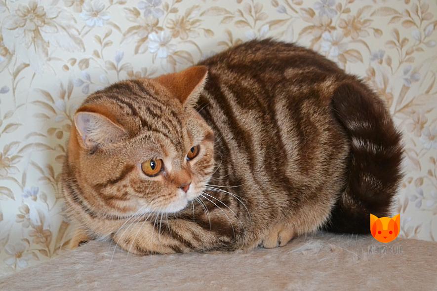 Nebraska MeowClub *BY