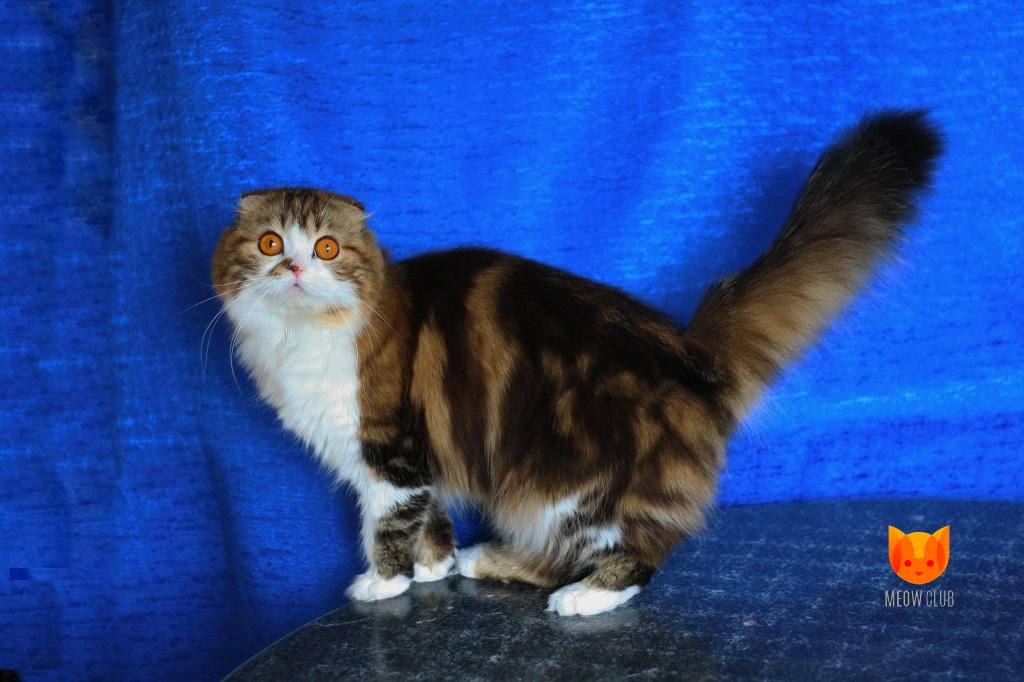 Izolda Sweet Melody *RU