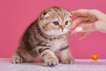 Megan Fox MeowClub *BY