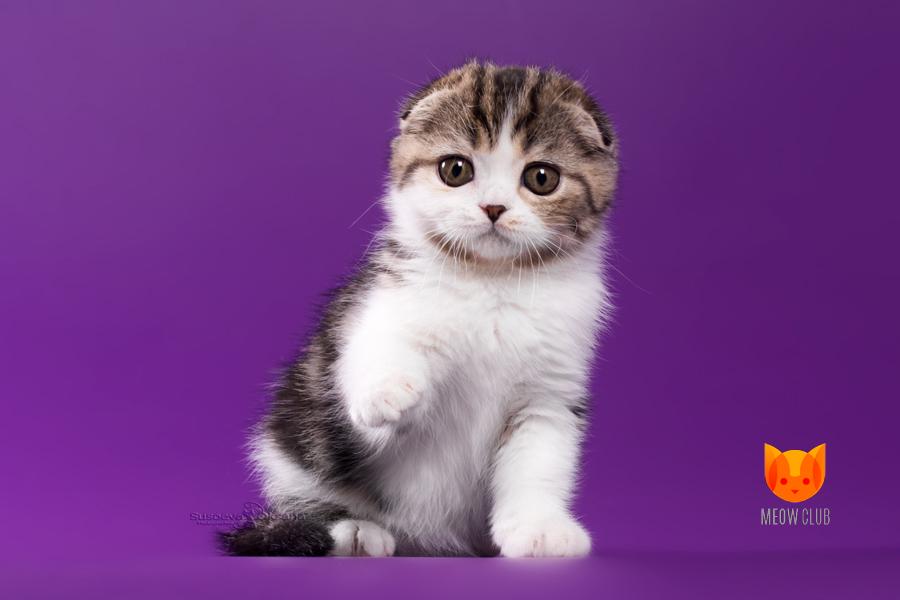 Jessica Alba MeowClub *BY