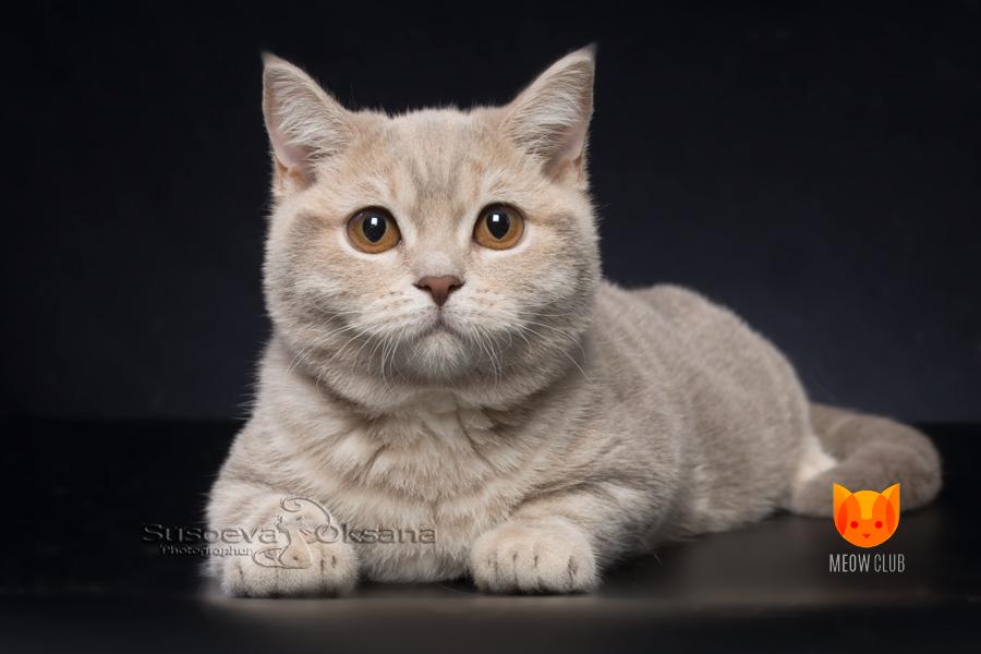 Demi Moore MeowClub *BY