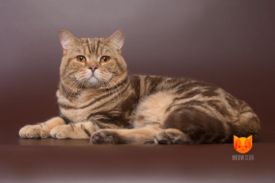 New Jersey MeowClub *BY