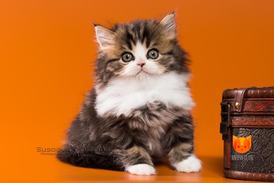 Leonardo DiCaprio MeowClub *BY