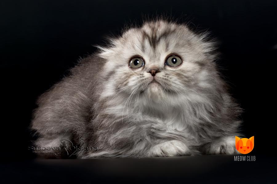 Lana Del Rey MeowClub *BY