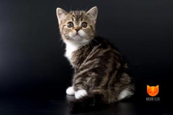 Justin Bieber MeowClub *BY