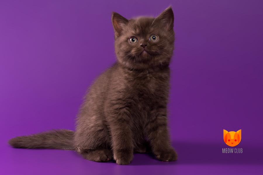 Kristen Stewart MeowClub *BY