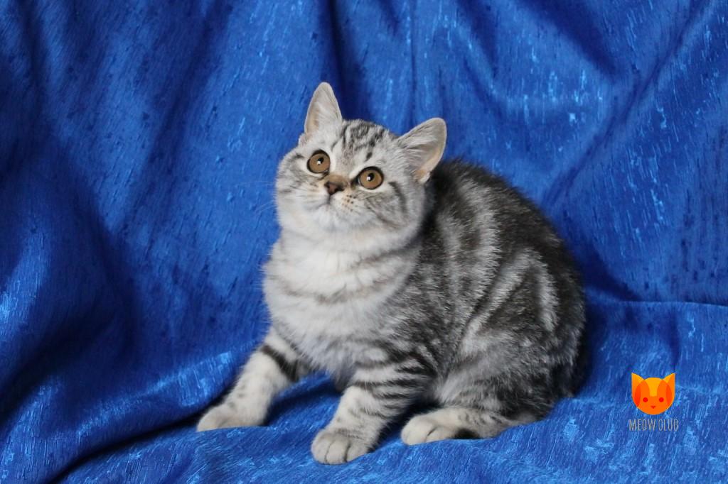 Cash Warren MeowClub *BY