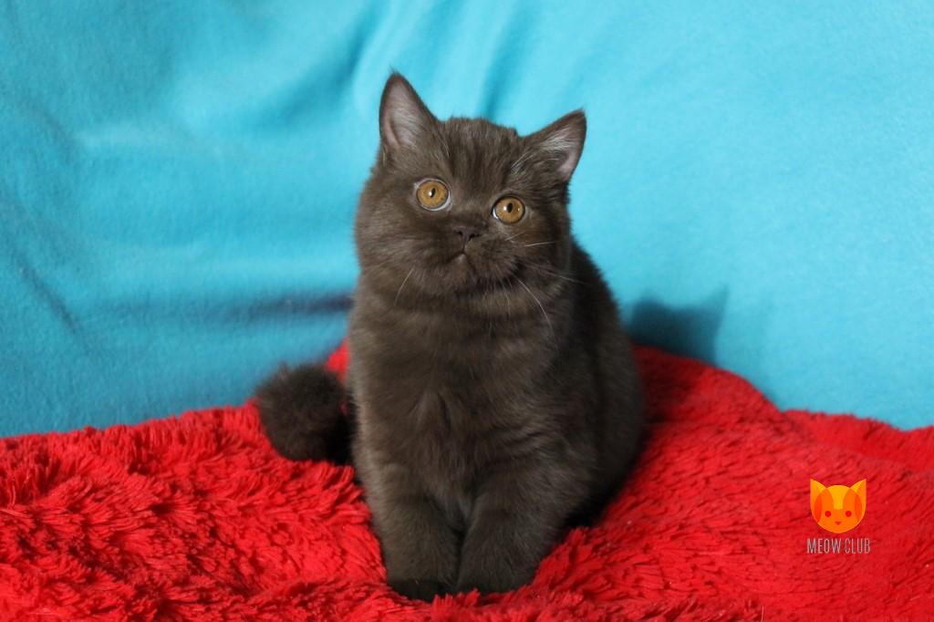 Elyse Taylor MeowClub *BY