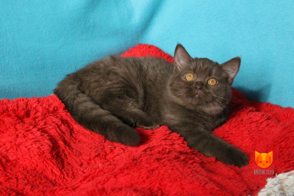 Evangeline Lilly MeowClub *BY