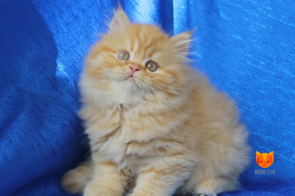 Enrique Iglesias MeowClub *BY