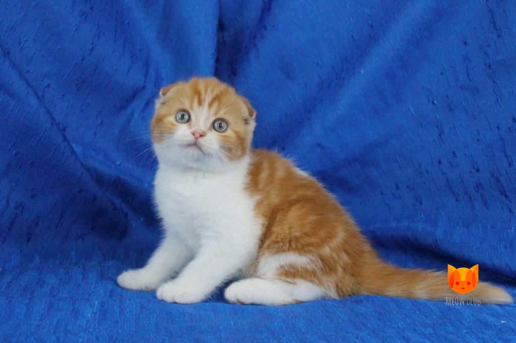 Freddie Mercury MeowClub *BY