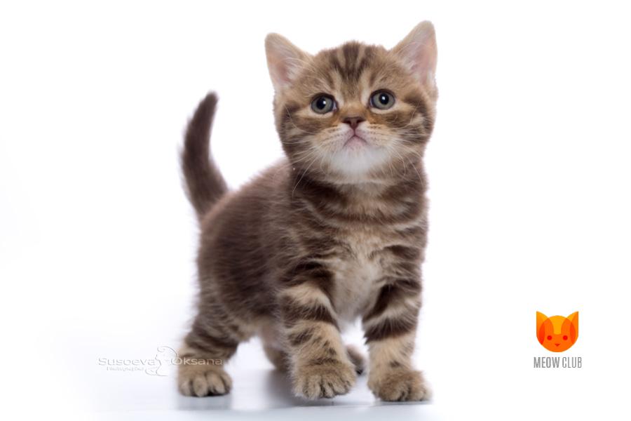 Victoria Beckham MeowClub *BY