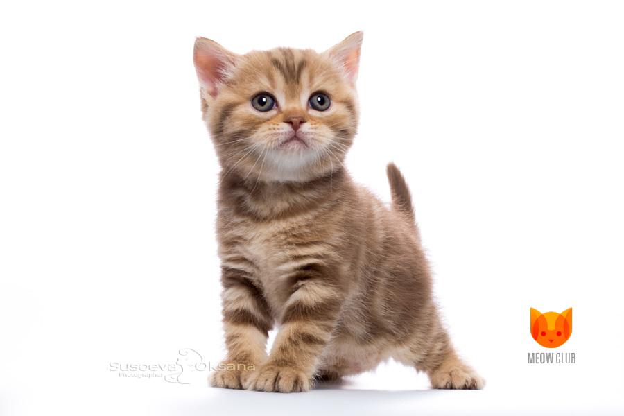 Vesnushka MeowClub *BY