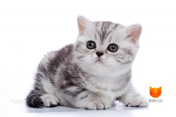 Selena Gomez MeowClub *BY