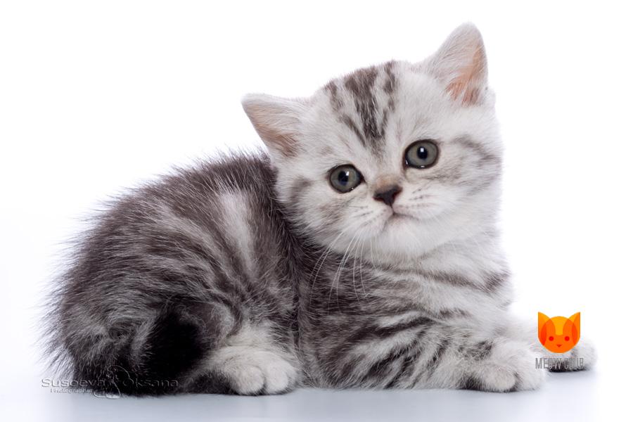 Salvador Dali MeowClub *BY