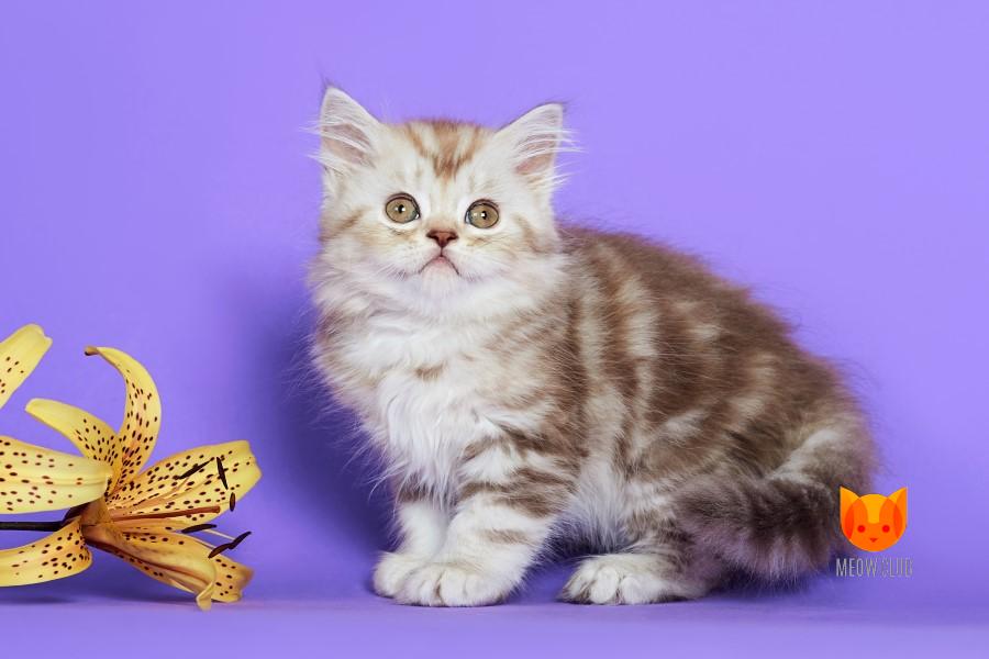 Douglas MeowClub *BY