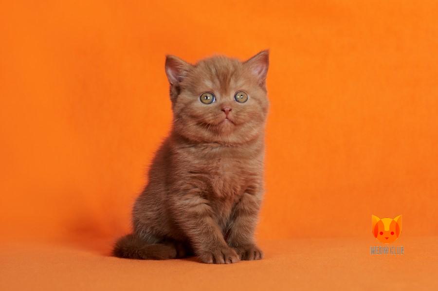Freya MeowClub *BY