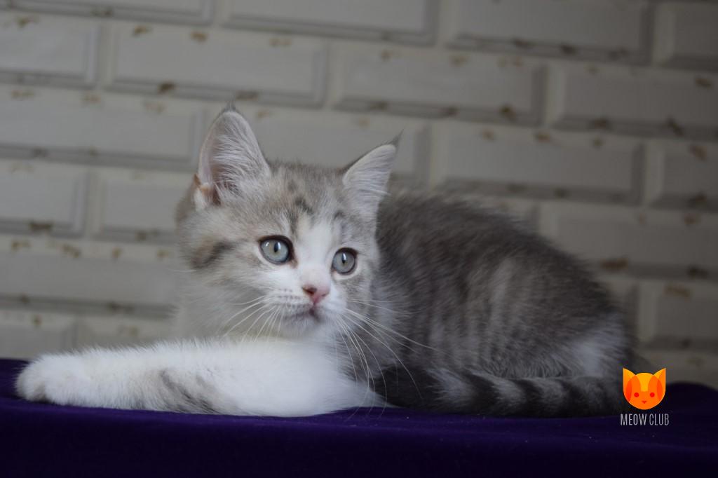 Orlando Bloom MeowClub *BY