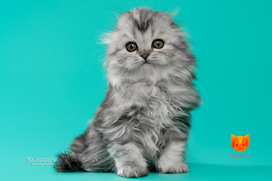 Lewis Hamilton MeowClub *BY