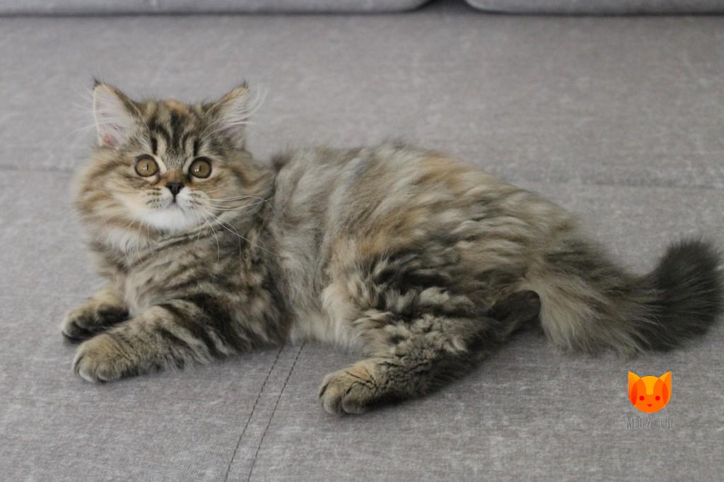 Pink MeowClub *BY