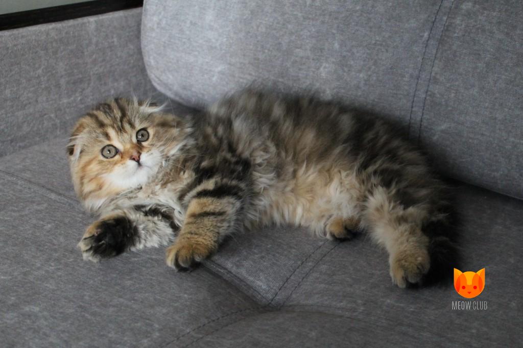 Penelope Cruz MeowClub *BY