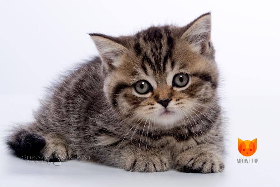 Queen Elizabeth MeowClub *BY