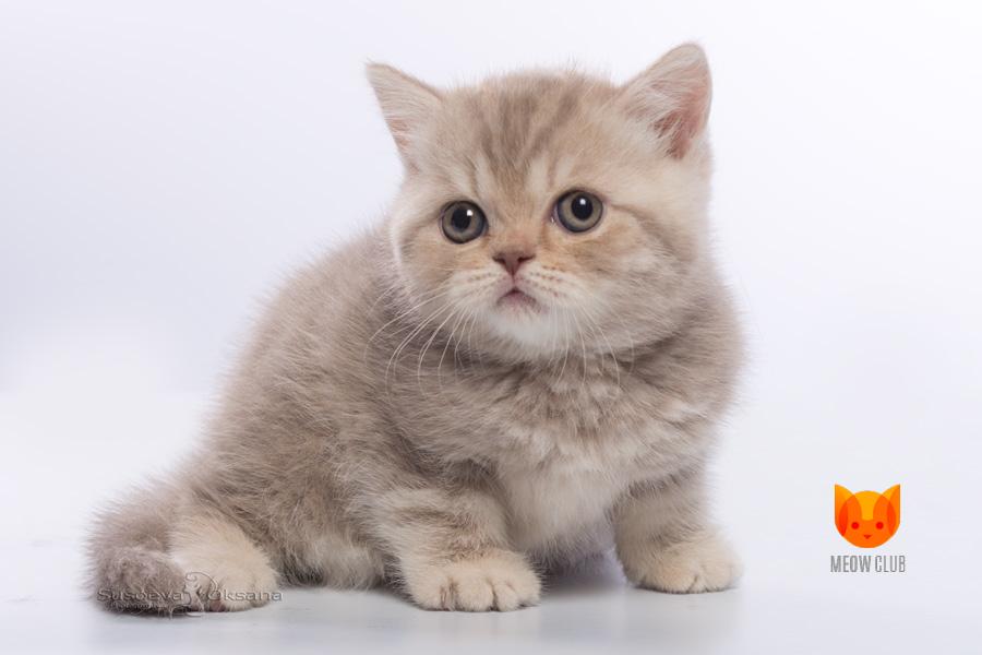 Rihanna MeowClub *BY