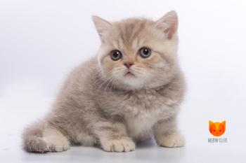 Rihanna MeowClub *BY