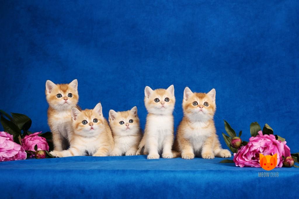 Litters X2 MeowClub *BY