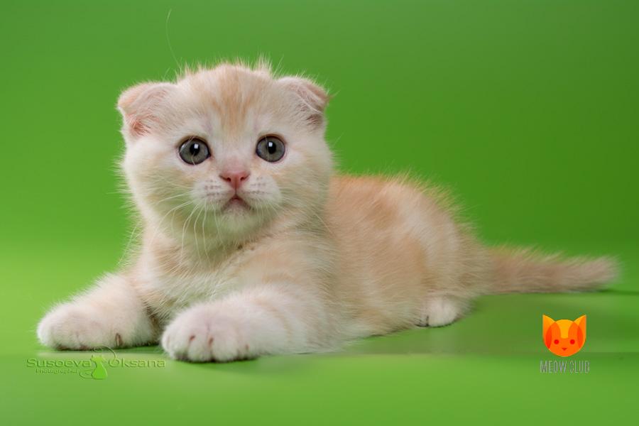 Bentley MeowClub *BY