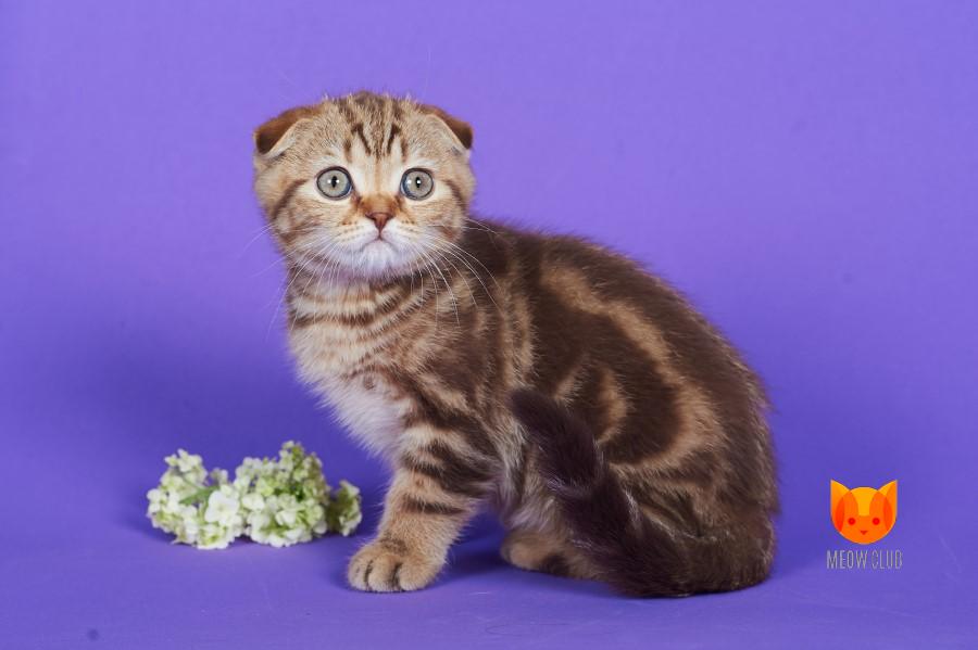 Zachary MeowClub *BY