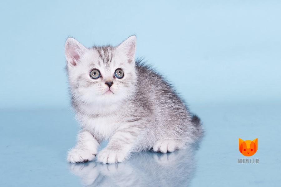 Eddie MeowClub *BY
