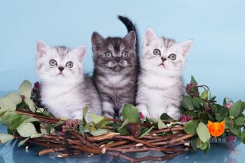 Litter E3 MeowClub *BY