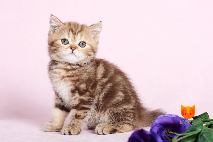 Catherine MeowClub *BY