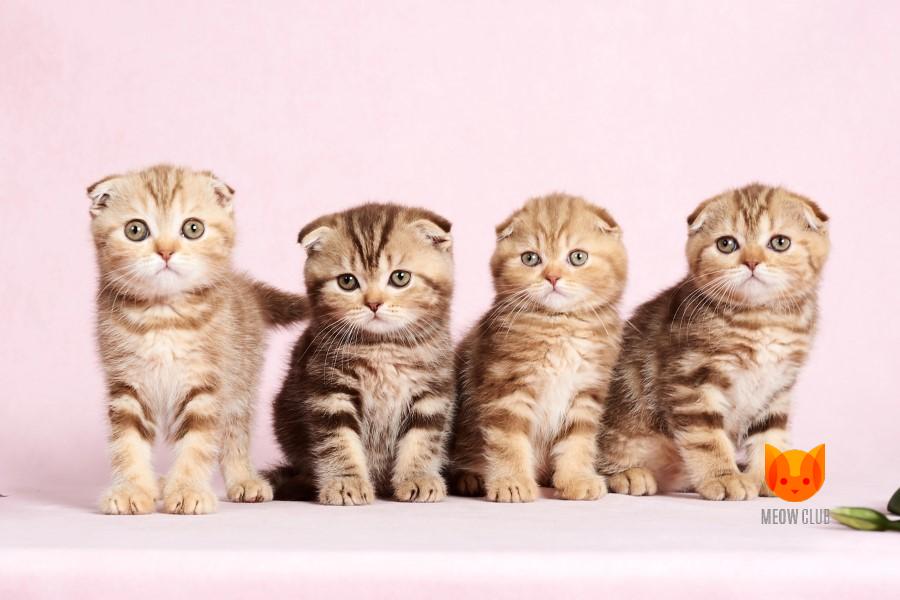 Litter C3 MeowClub *BY