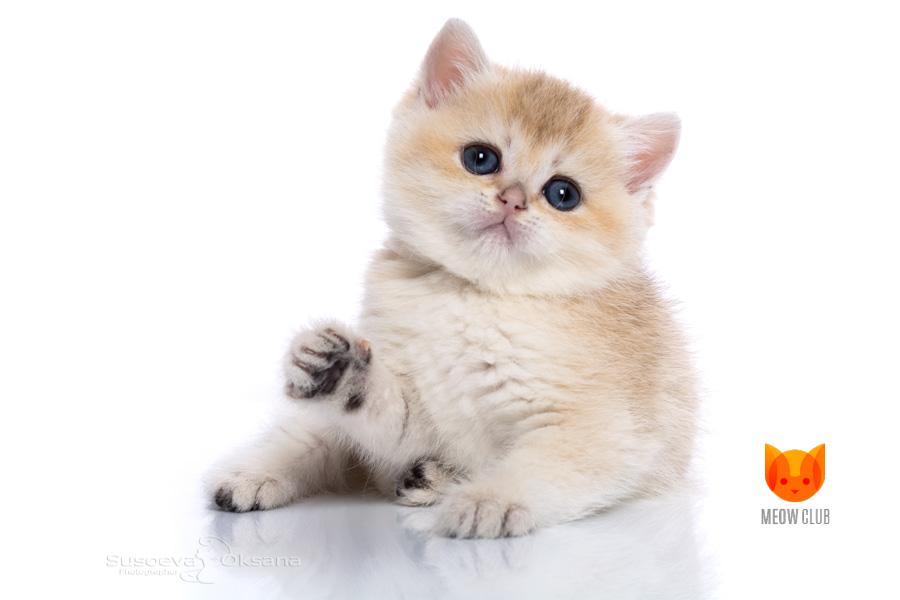 Xanthia MeowClub *BY