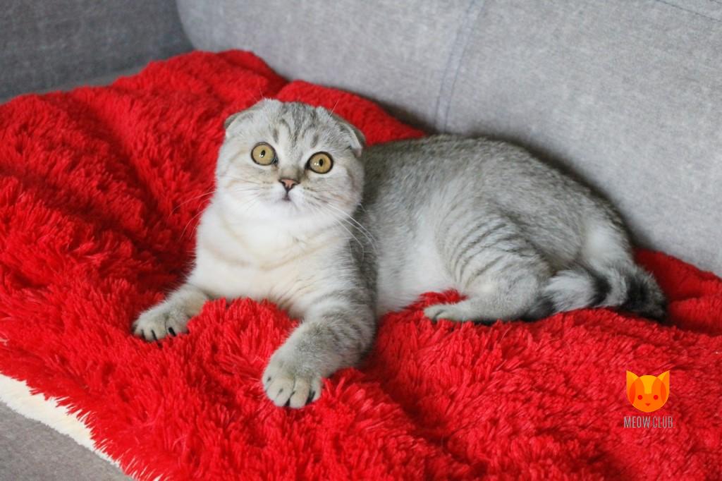 Olivia Wilde MeowClub *BY