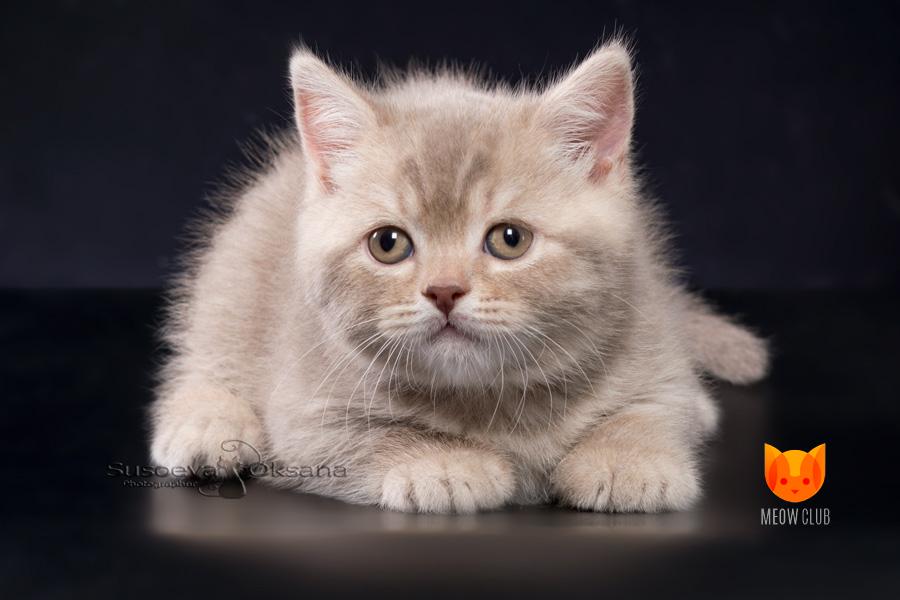 Robert Pattinson MeowClub *BY