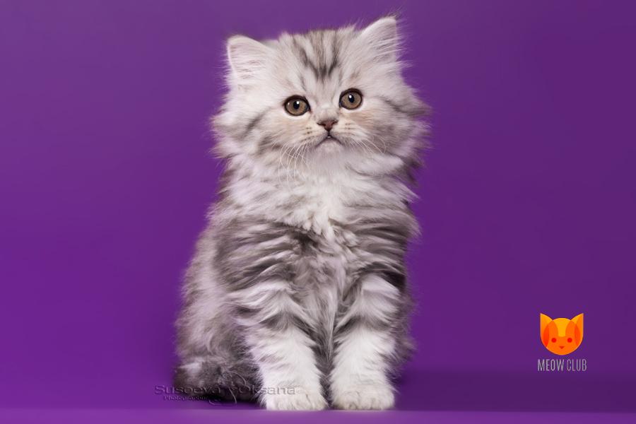 Lily Collins MeowClub *BY