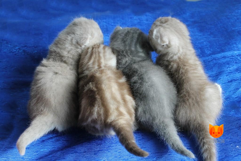 Litter T2 MeowClub *BY