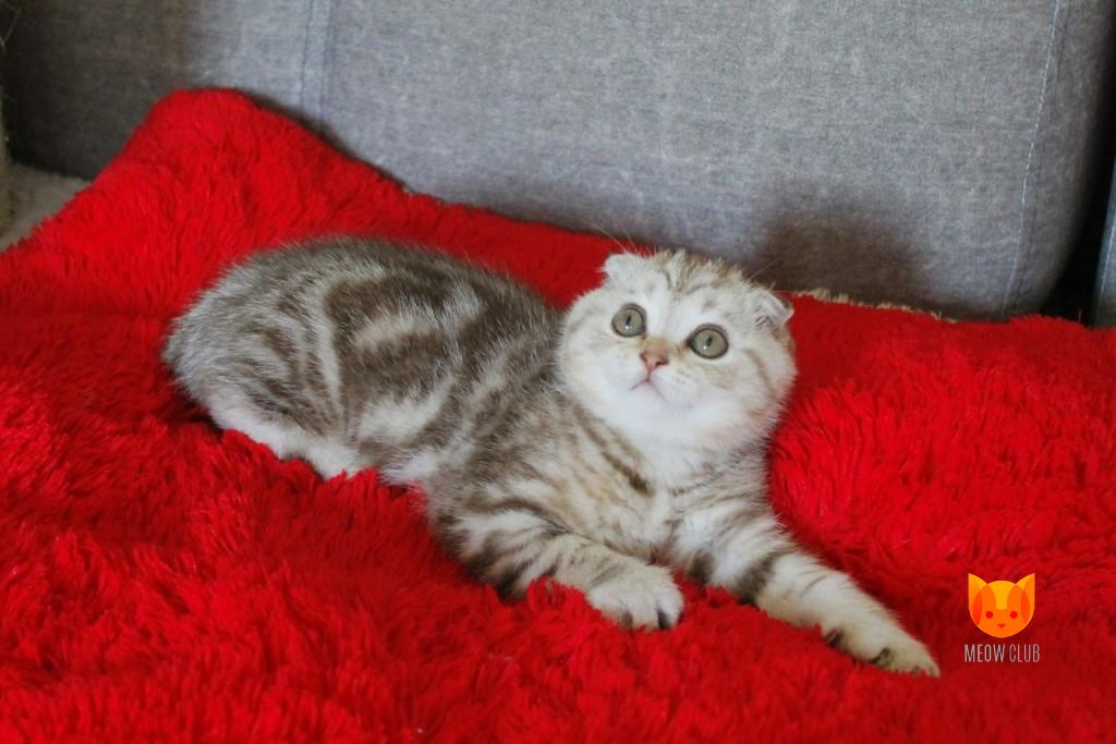 Tom Cruise MeowClub *BY