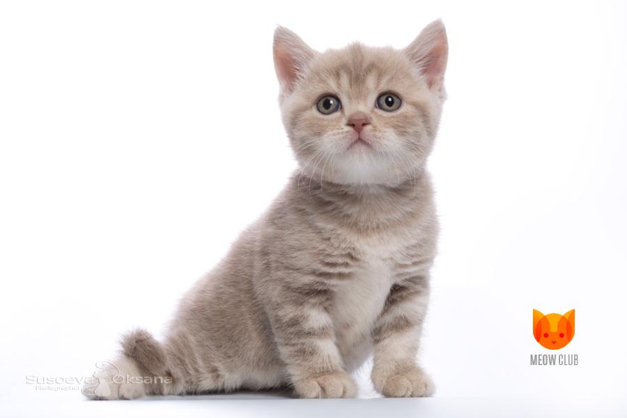 Vera Farmiga MeowClub *BY